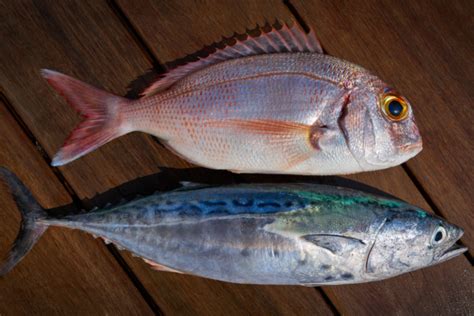 Aruana! Un pesce dalla livrea scintillante che sfreccia nelle acque dolci tropicali.