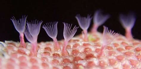  Bryozoan:  Are These Tiny Colonial Creatures the Ocean's Most Intriguing Hidden Gems?