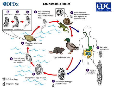  Echinostoma: Un parassita dell'intestino con un ciclo vitale affascinante che attraversa diverse specie!