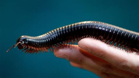  Elongated Millipede: A Master of Miniature Marvels That Moves Mountains of Detritus!