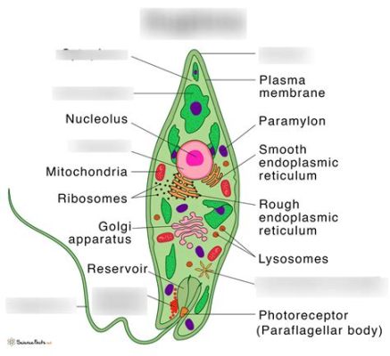  Euglena: Un Alghe Unicellulare con Capacità Foto sintetiche e una Motilità Straordinaria!