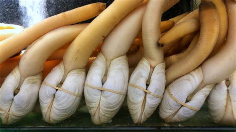  Geoduck! Gli Inquietanti Giganti dell’Oceano Profondo che Respirano con un “Becco”