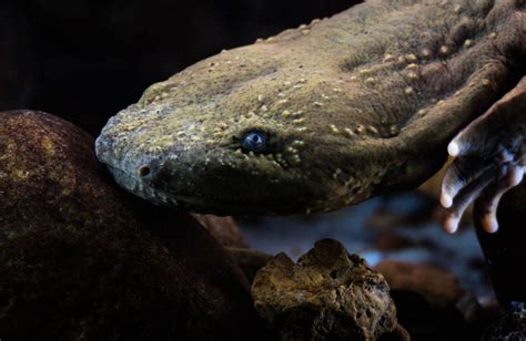  Hellbender: Una Creatura Anfibia Che Vive Nel Sottobosco e Trascorre Gran Parte della Sua Vita Nascosta Sott'Acqua!