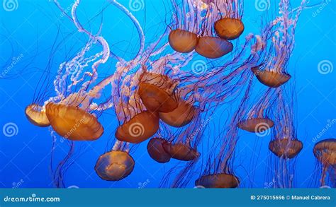  Jellies: An Intricate Dance of Microscopic Predators!