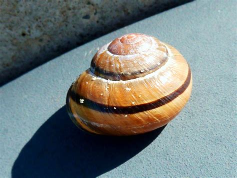 Juno Snail: Un affascinante mollusco che tipicamente predilige le zone costiere e il mare aperto con una conchiglia elegantemente striata!