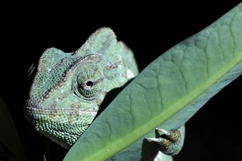  Karst Salamander: Una creatura sotterranea dalle zampe robuste che si mimetizza tra le rocce!