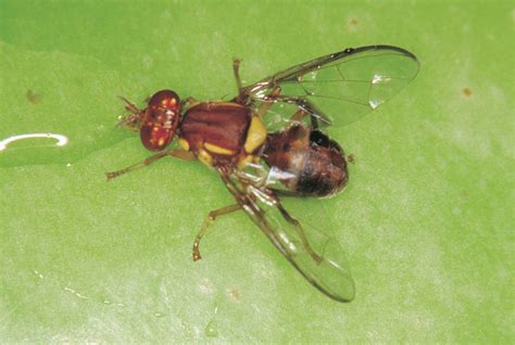 Questing for Knowledge! Unveiling the Enigmatic World of the Queensland Fruit Fly with its Remarkable Metamorphosis and Thirst for Sweetness