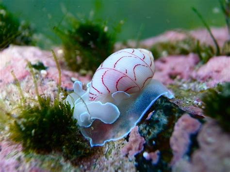  Umbo! Un Mollusco Che Vive Una Vita Piena di Sorprese e Ricche di Emozioni