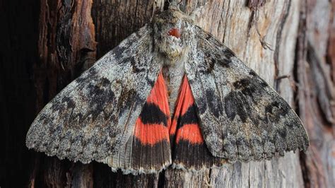  Underwing Moth: Conosci la creatura che danza tra l'ombra e le foglie luminose?