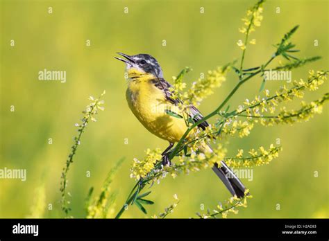  Yellow Wagtail: A Bird That Sings Its Way Through Meadows Like a Tiny, Feathered Violinist!