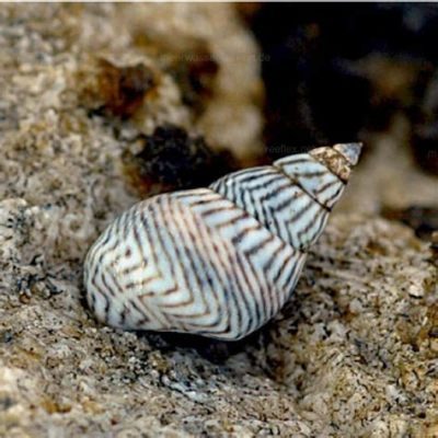  Zebra Periwinkle: Una creatura marina dalle striature affascinanti che si nutre di alghe microscopiche e vive nelle profondità dell'oceano!