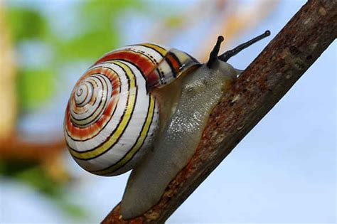  Abraxis! Un Molusco Gastropode Con un Nome Che Suona Quasi Magico