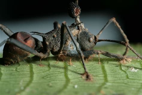  Apicomplexa: Un Parassita Microscopico che Trasforma i Suoi Ospiti in Zombie!