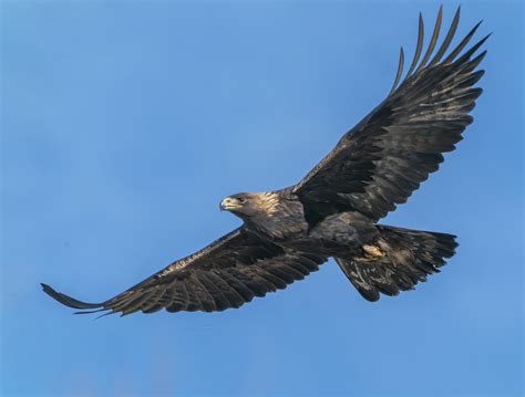  Aquila Reale: Un Predatore Maestoso con un Volo Elegante e Potente!