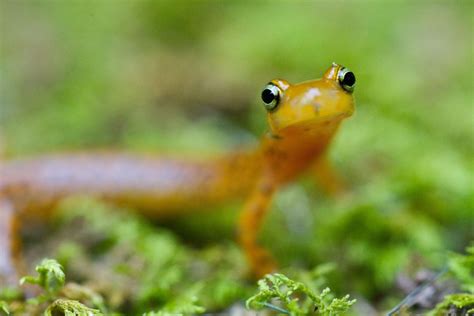  Eurycea! Un Anfibio Speciale con Pelle Liscia e un Amore Infinito per l'Acqua