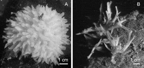 Halichondria! Un Ospite Sottomarino Con Una Pelle Porosa Che Assorbe La Vita Delle Onde