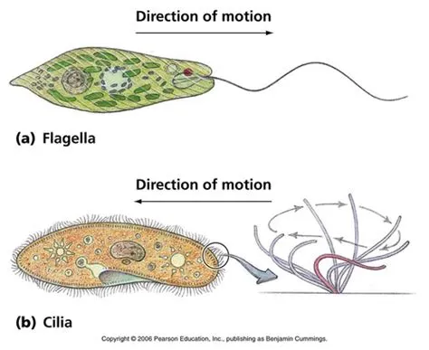  Kinetoplastida: Un piccolo predatore dalle ciglia vibranti che danza tra le gocce d'acqua!