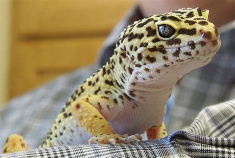 Leopard Gecko: Un piccolo rettile dalla pelle maculata che si aggira con grazia silenziosa per il deserto!