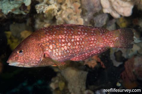  Notolabrus pygmaeus:  Un piccolo gigante delle profondità che si diverte a mimetizzarsi con le alghe!