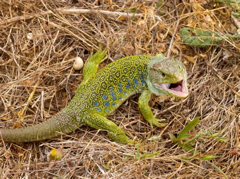  Ocellated Lizard:  Are You Ready to Meet This Masterful Camouflager With Eyes That Could Stare into Your Soul?