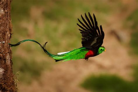  Quetzal! Un Uccello dal Piumaggio Iridescent che si Mimetizza tra i Ramificazioni