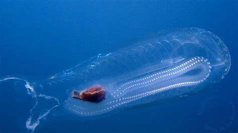 Salpa! Un animale che fluttua nell'acqua come una bolla gelatinosa e si riproduce in modo sorprendentemente complicato