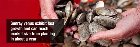 Venus Clam: A Deep Dive into the Delectable World of Shellfish Living and Filtering!