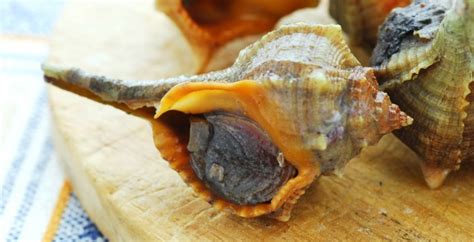  Whelk: Un Mollusco Bivalve Con Una Conchiglia Spirale Affascinante e un Gusto Delizioso!