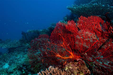  Zoanthidae: Scopri questi affascinanti coralli che sembrano piccoli fiori multicolori!